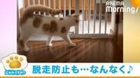 【映像】飼い主が2週間待った“柵”を1時間で突破する猫