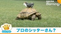 【映像】ヒナ鳥たちを甲羅に乗せて散歩するリクガメ パパのような笑顔に反響