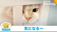 “隣の家”の猫に猛アピールも… 相手にされず切ない表情を浮かべる猫