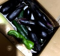 赤プル『野菜もりもり』