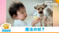 【映像】“魔法のおやつ”で犬と遊ぶ赤ちゃん(おやつを奪われてうなだれる様子も)
