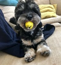 坂上忍『ウッドチップから芝へ』