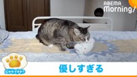 【映像】猫がぬいぐるみを運ぶ様子(可愛らしい鳴き声も)