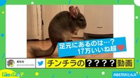 【映像】体幹すごすぎ…! チンチラの“プルプル”が永遠に見てられる