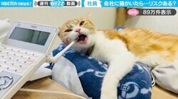 もし会社に猫がいたら…リスクだらけ！？（笑）社内電話のアンテナをガジガジ噛む姿に「猫のいる会社に勤めたい！」「毒味ヨシ！」と反響