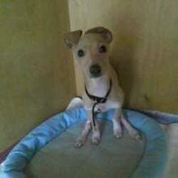  坂上忍、“討ち死に”を覚悟して始めた相当大変な『さかがみ家』の運営「東京の家を売り.....千葉県に腰を据えることを決め」 