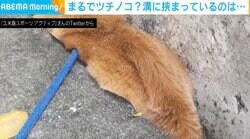 「クメジマミゾツチノコ観測されました」溝にすっぽり収まった犬→“別の生き物”に変身 入る理由にほっこり