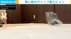 うさぎがダッシュ→華麗なブレーキング わんぱくな姿からリラックスポーズも披露 静と動の“ギャップ”に癒される