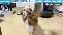 投稿者「過積載で横転事故を起こす瞬間」←ぬいぐるみを乗せた猫の“コテン”姿に「カワイイ横転事故w」「大事故にならず良かった」と反響