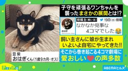 「なかなか見事な4コマ」赤ちゃんに近づきたくて…子守を頑張る豆柴に起きたまさかの展開