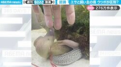 ウツボの意外な一面！？エサと飼い主の手を見分けながら甘える様子に「うちのネコより賢いのでは」と反響