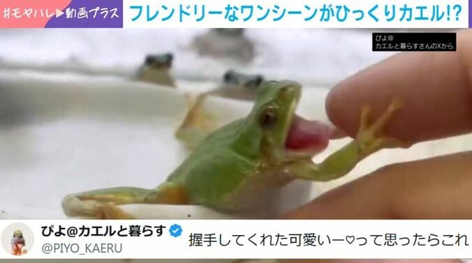 カエル