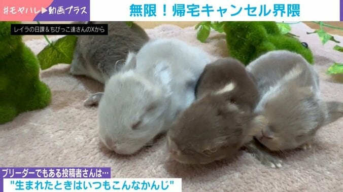 うさぎの赤ちゃんたち