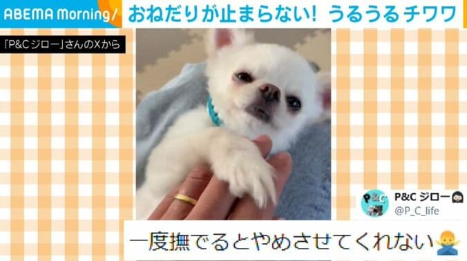 チワワのちろくん