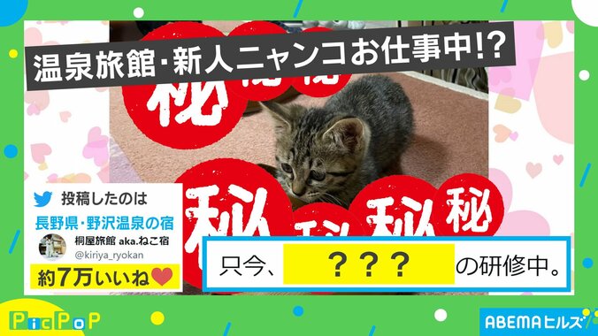 温泉旅館の看板猫が研修中！？ お客様のために働く“愛くるしい姿”が可愛すぎると話題に「眺めていたい」「ぜったい泊まろ」 2枚目