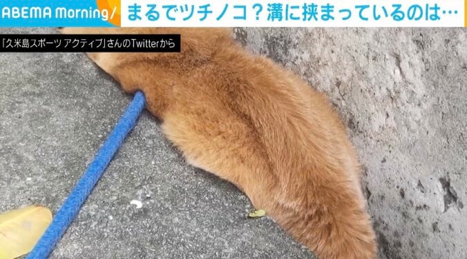 「クメジマミゾツチノコ観測されました」溝にすっぽり収まった犬→“別の生き物”に変身 入る理由にほっこり 1枚目