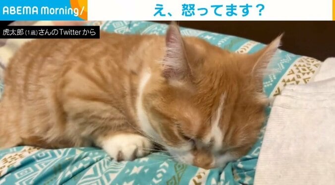 眠いけどお腹が空いた猫 飼い主を起こしにきたときの怒ったような“表情”が話題「ようは寝ぼけてます」 1枚目