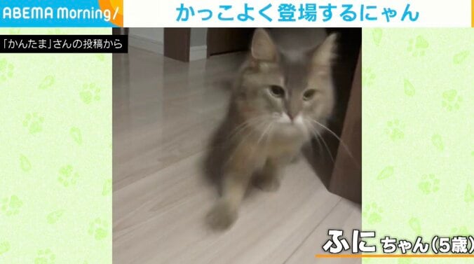 名前を呼ばれた猫 キリッとした表情で駆けつける姿が話題に 「かっこいい」「惚れるー！」の声 1枚目