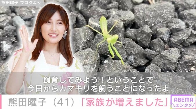 熊田曜子、大好きなカマキリを飼い始める エサに悩むも「『カマキリ エサ』を調べたらソーセージやかまぼこでもOKと書いてある 飼育してみよう！」 1枚目