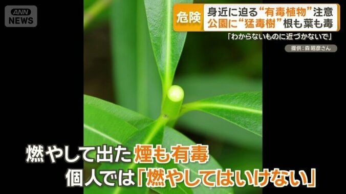 キョウチクトウを燃やして出た煙も有毒