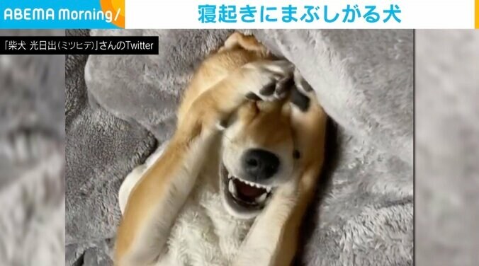 「目が！ 目がぁぁぁ」 寝起きの電灯に“もだえる”柴犬、人間のような仕草に反響 1枚目