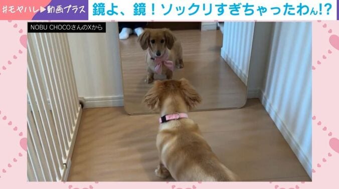 鏡に映る“謎の相手”に困惑!?