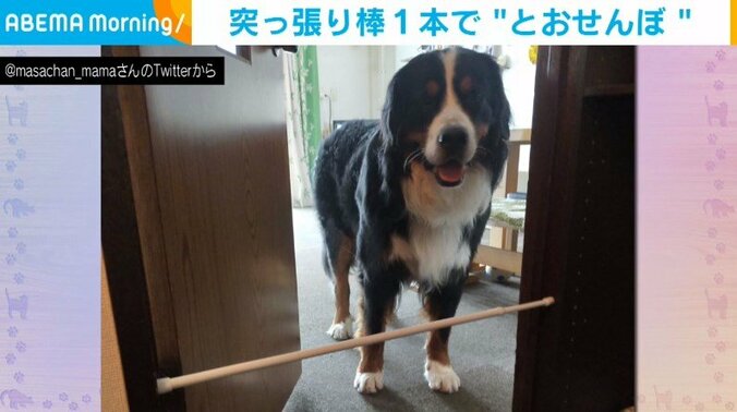 大型犬が1本の“突っ張り棒”に困惑 超えられない“低い壁”に悲しげな表情 1枚目