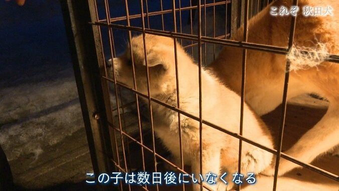今や発祥の地に暮らすのはわずか30頭…プーチン大統領に贈られた「ゆめ」を育て上げた秋田犬ブリーダーの奮闘 5枚目
