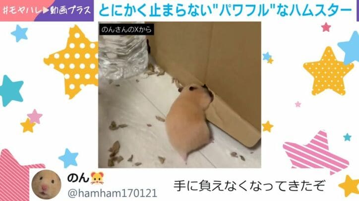 ハムスターののんちゃん