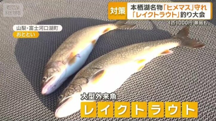 大型外来魚・レイクトラウト