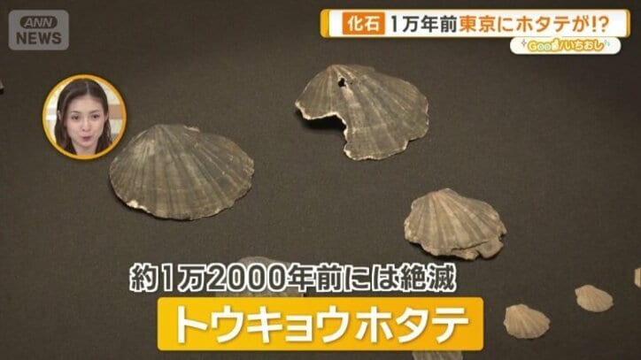 トウキョウホタテ