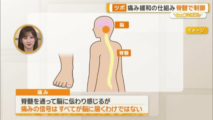 痛みは脊髄を通って脳に伝わると感じる