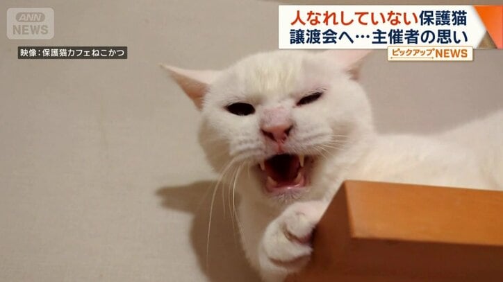 「シャーシャー猫」