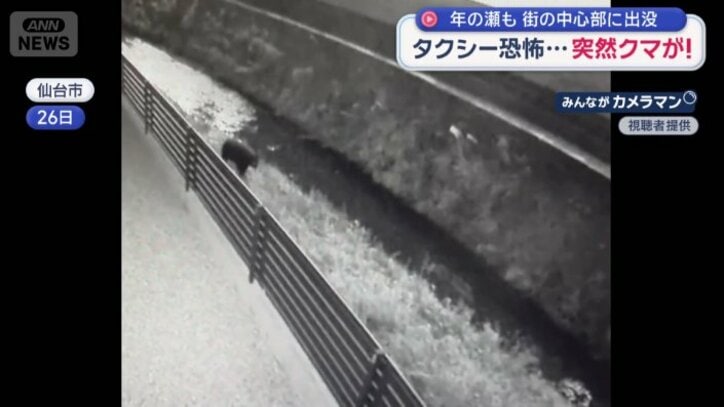 川でもクマが出没