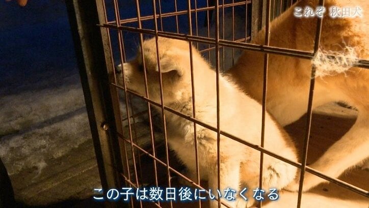 今や発祥の地に暮らすのはわずか30頭…プーチン大統領に贈られた「ゆめ」を育て上げた秋田犬ブリーダーの奮闘