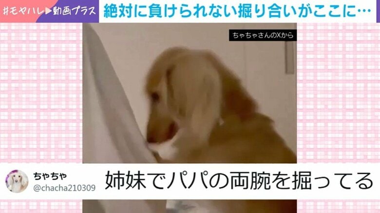 「こう掘るのよ！」負けられない掘り合いをする“姉妹”の姿に「姉妹で行動が同じすぎてかわいいです」と反響