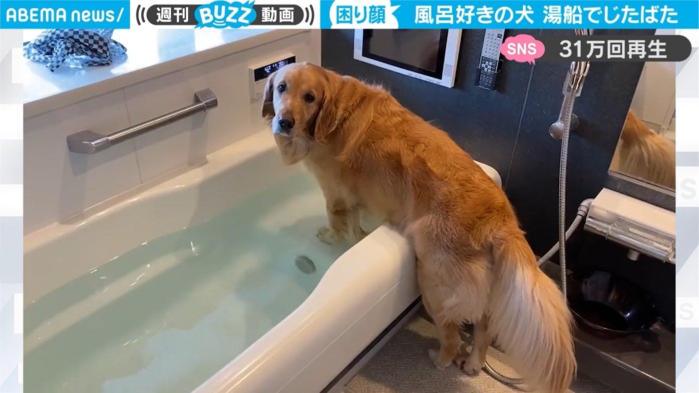 風呂好きの犬が湯船で Sos 飼い主に見せた 困り顔 にキュンとくる Abema Times Goo ニュース