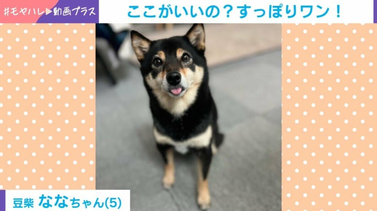 ケージの隙間にすっぽり！豆柴が見せた