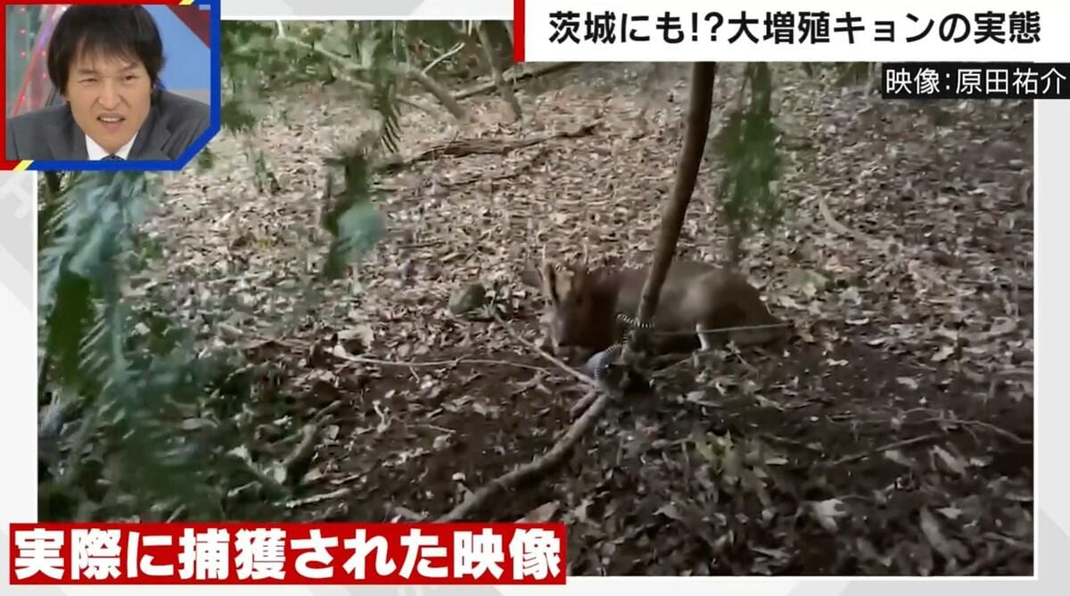 独自取材】各地で大量繁殖「キョン」の駆除に頭を抱えるハンター 心を