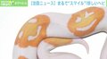 「スマイル蛇」約65万円で売買 ブリーダー男性「3つの模様は20年で初めて」