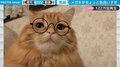 飼い主もびっくり…メガネが“似合いすぎた”ネコ 「凛々しすぎる」と反響