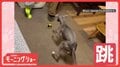 飼い主さんとジャンプ！　止まるタイミングまで完璧だワン　一緒に跳ぶのはなぜ？