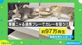 美味しそうだニャ！カレーを狙う2匹の猫と飼い主の攻防を映した動画が話題 「う、羨ましい…」