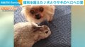 “世話好き”の犬がペロペロ 種別を超えた“愛情表現”が「可愛い」「和んだ」