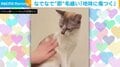 もしかして嫌なの…？猫の背中を撫でたらまさかの“対応” 飼い主「地味に傷つくなぁ」