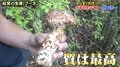 ヒマラヤで高級食材・松茸が見向きもされなかった理由「え！松茸の宝庫なんだ！」驚きの声
