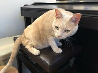 大渕愛子『我が家にピアノがやってきた！』