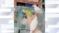 きゅうり欲しさに？文鳥が“大論争”