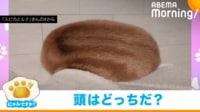 【映像】ウリ坊のような茶色い“もふもふな物体”の正体