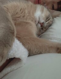 桃『身体の様子がおかしい日。』